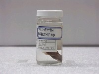 藏品(明潭吻鰕虎)的圖片
